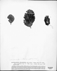 Phyllosticta fragariicola image
